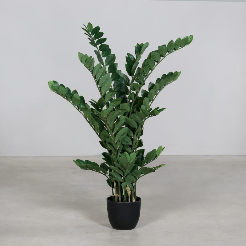 Zamiaculcas, H:105cm, getopft