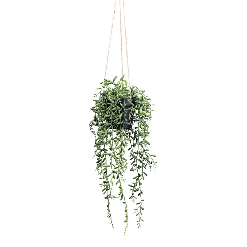 Senecio herreianus Hängeampel, ca.55cm, grün