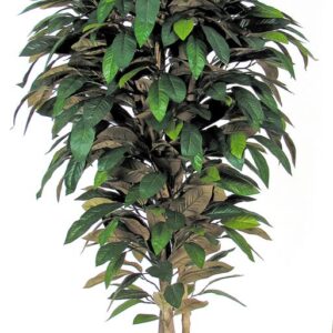 Magnolien-Baum H:175cm, grün