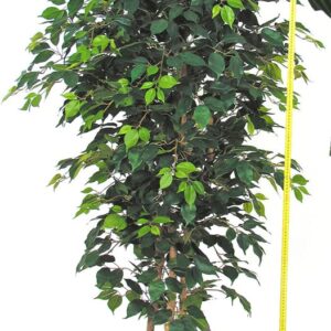 Ficus Benjamin Elegance, medium, H:150cm, grün