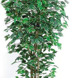 Ficus Benjamin Elegance, medium, H:150cm, grün/weiß