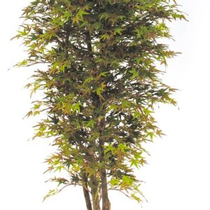 Mini-Ahorn, H:175cm, herbstlich