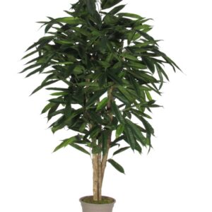 Ficus Longifolia medium H:150cm, grün