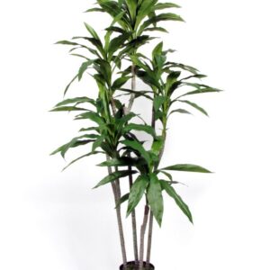 Dracena Fragrans H:160cm, getopft