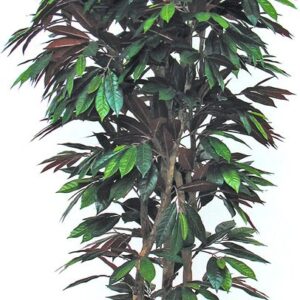 Capensia medium, H:175cm, grün