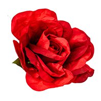Rosenkopf Ø50cm, rot