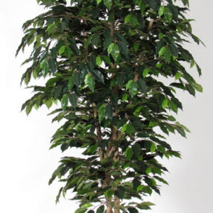 Ficus Benjamin LUXE medium, H:125cm, grün