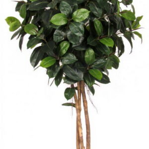 Ficus Elastica / Gummibaum H:170cm, grün