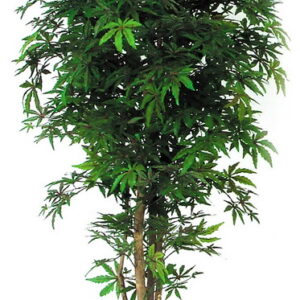 Spitz-Ahorn Baum, medium, H:125cm