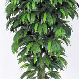 Mango-Baum, medium, H:125cm, grün