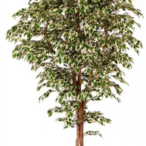 Ficus Hawaiian H:175cm, grün/weiß
