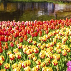Langbahn Tulpenfeld 60x180cm
