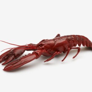 Hummer 50cm
